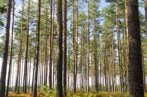 Beautiful pine tree forest Stock Photos