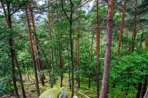 Beautiful pine-tree forest Stock Photos