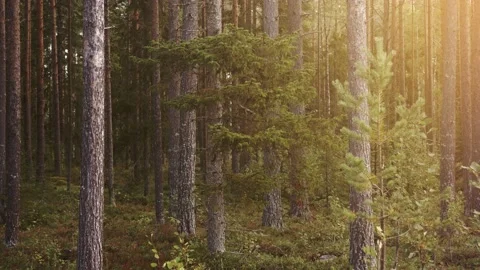 Beautiful Pine Tree Forest In Sweden - Night To Day Transition Morning Sunrise Stock-Footage 130889700