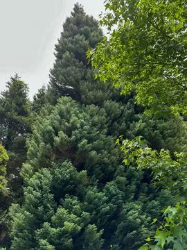 Beautiful pine tree Stock Photos