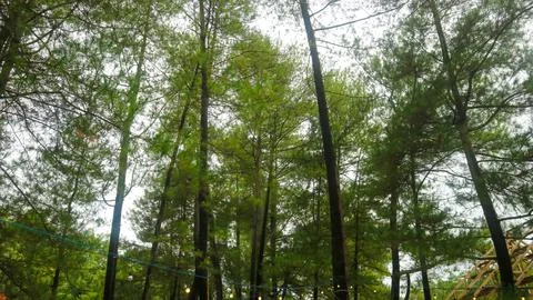 The beautiful pine tree seen from below Stock Photos