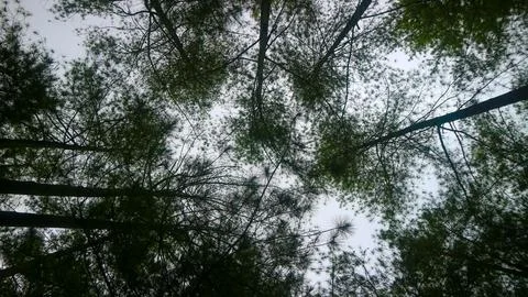 The beautiful pine tree seen from below Stock Photos