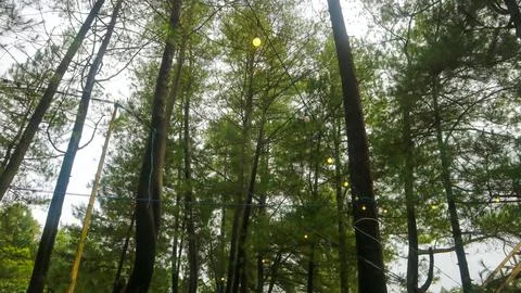 The beautiful pine tree seen from below Stock Photos