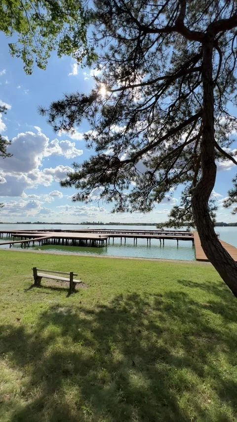 Beautiful pine tree on the shore of Palic lake, Serbia Stock Footage 247722732