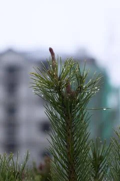 A Beautiful Pine Tree Standing Out Against a Vibrant Urban Background Featu.. Stock Photos