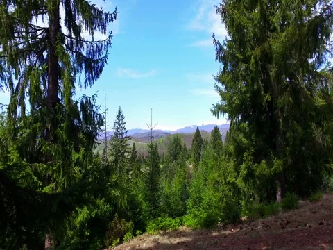 Beautiful pine tree on a sunny day Stock Footage 76212384