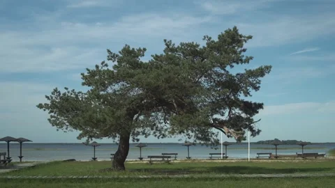 A beautiful pine tree on a sunny day against the background of Svityaz lake Stock Footage 240733970