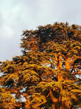 Beautiful pine tree at sunset against pale grey evening sky Stock Photos