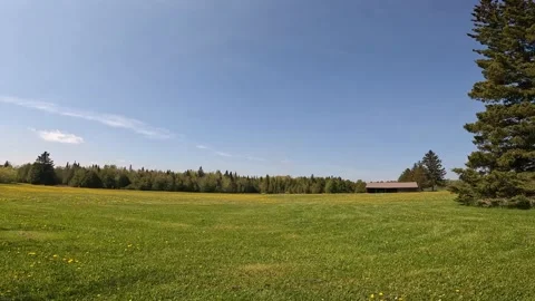 Beautiful pine tree surrounded by vibrant green grass in a peaceful Canadian Vídeos de archivo 339070918