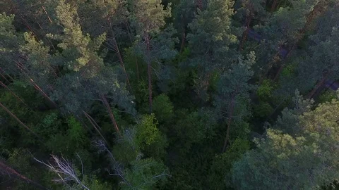 Beautiful pine trees. Aerial view Stock Footage 75303636