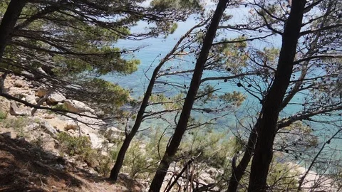 Beautiful Pine Trees and Turquoise Still, Calm Water, Spring Summer Sunshine Stock Footage 108749366