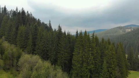Beautiful pine trees on background high mountains. Carpathians Vídeos de archivo 107996954