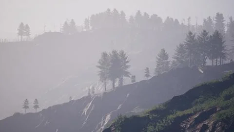 Beautiful pine trees on background high mountains of Carpathians イラスト素材