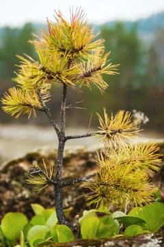 Beautiful pine trees on background high mountains Stock Photos