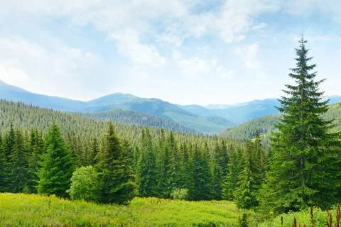 Beautiful pine trees on background high mountains. Fotos Stock