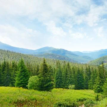 Beautiful pine trees on background high mountains. Stock Photos