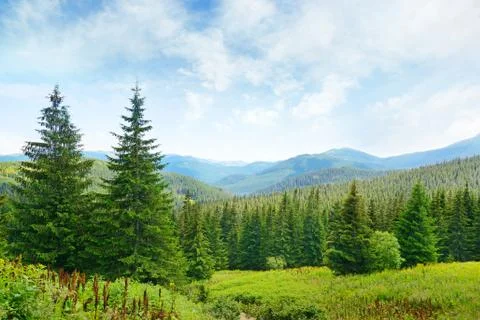 Beautiful pine trees on background high mountains. Foto stock