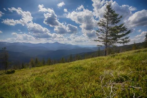 Beautiful pine trees on background high mountains. Carpathians Stock Photos
