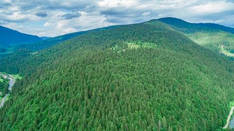 Beautiful pine trees on background high mountains. Stock Photos