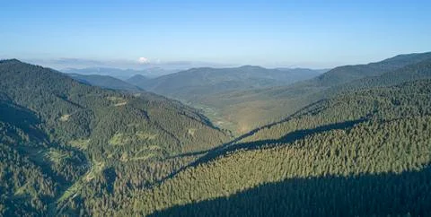 Beautiful pine trees on background high mountains. Stock Photos