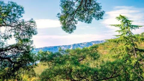 Beautiful pine trees on background high mountains Stock Photos