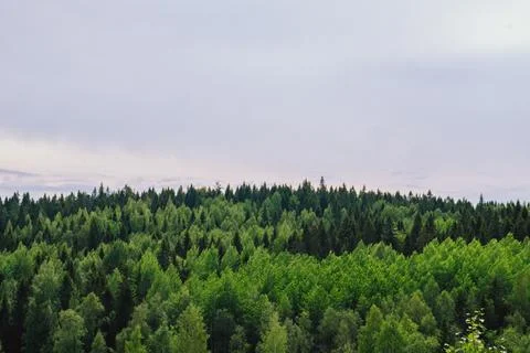 Beautiful pine trees on background high mountains. Stock Photos