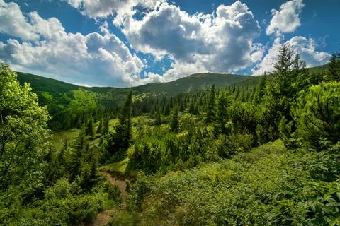 Beautiful pine trees on background high mountains. Stock Photos