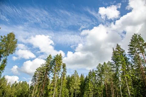 Beautiful pine trees with beautify clouds and sky Stock Photos
