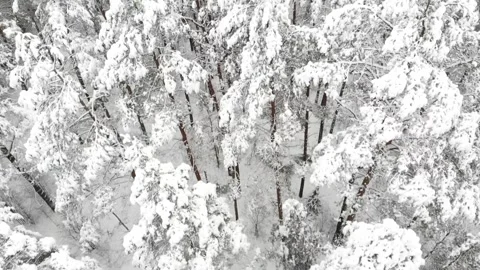 Beautiful pine trees covered with snow. Winter forest. Slow down. Top view drone Video stock 146477451