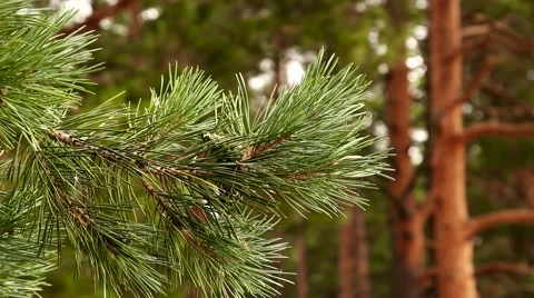 Beautiful pine trees in the forest close-up Video stock 45925781