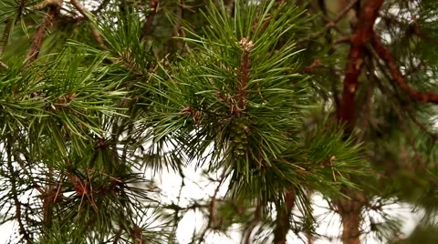 Beautiful pine trees in the forest close-up Stock Footage 45925845