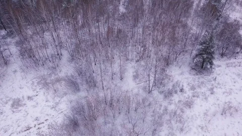 Beautiful pine trees forest cowered in snow. Early morning first warm light. Uni 스톡 동영상 100876100