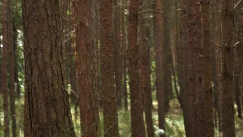 Beautiful pine trees forest nature in Baltic region in Poland in warm summer day Stock Footage 203416748