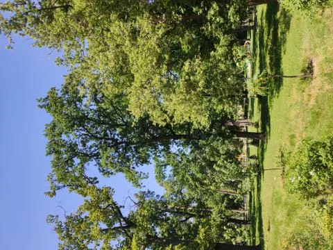 A beautiful pine trees in the forest Stock Photos