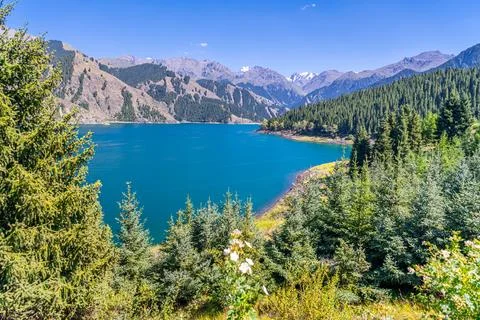 Beautiful pine trees forest, snow capped Tianshan mountains at the back and.. Stock Photos