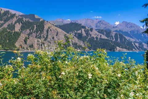 Beautiful pine trees forest, snow capped Tianshan mountains at the back and.. Stock Photos