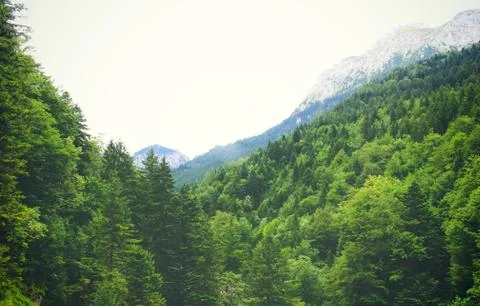 Beautiful pine trees on high mountains with retro filter effect Foto stock