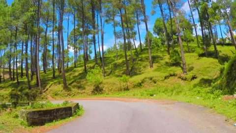 Beautiful pine trees jungle and road in uttrakhand Stock Footage 220406633