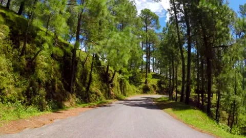 Beautiful pine trees jungle and road in uttrakhand india Video stock 220407113