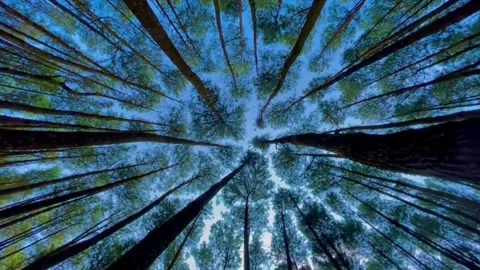 Beautiful pine trees make the atmosphere even cooler Stock Footage 242473254