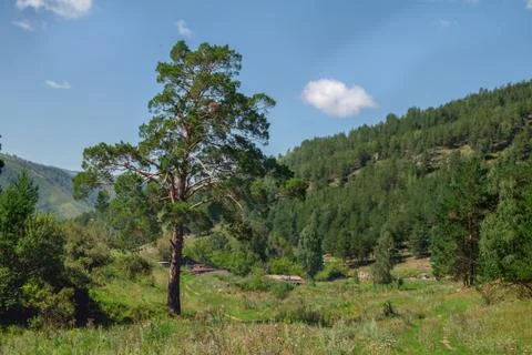 Beautiful pine trees in mountains. Stock Photos