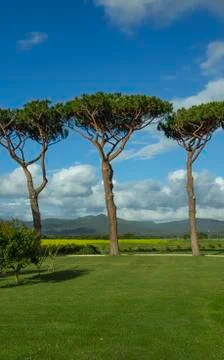 Beautiful pine trees together. Stock Photos