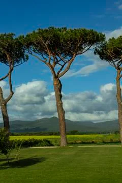 Beautiful pine trees together. Stock Photos