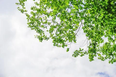 Beautiful pine trees from turkey Stock Photos