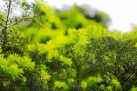 Beautiful pine trees from turkey Stock Photos