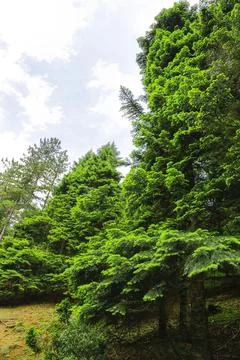 Beautiful pine trees from turkey Stock Photos