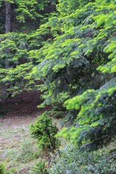 Beautiful pine trees from turkey Stock-Fotos