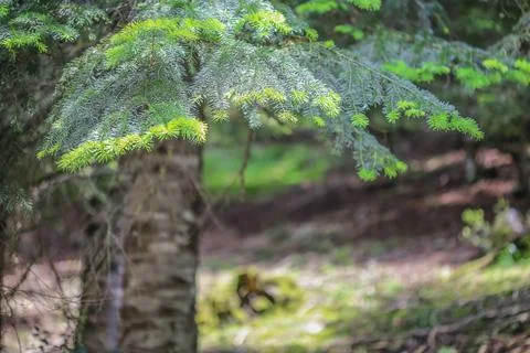 Beautiful pine trees from turkey Stock-Fotos