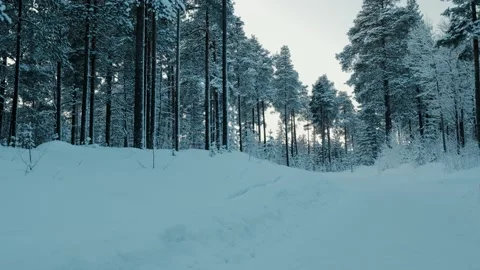 Beautiful Pinetrees In The Winter Stockbeeldmateriaal 169792877