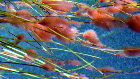 Beautiful pink algae transparent blue water background Stock Footage 98614554